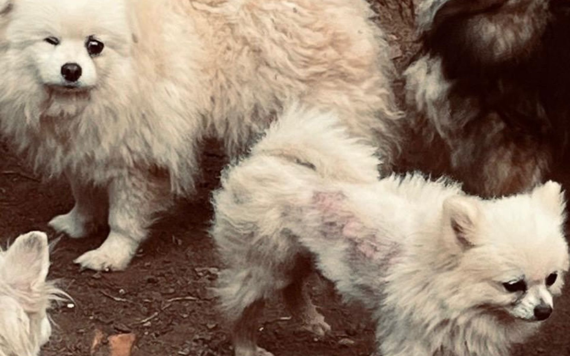 Respons&aacute;veis por canil em Dois Irm&atilde;os j&aacute; foram presos por maus-tratos h&aacute; 3 anos; relembre o caso
