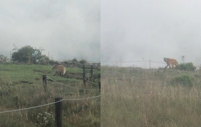 VÍDEO: Modelo das notas de R$ 200, lobo-guará é flagrado correndo em cânion da Serra gaúcha; animal está em alto risco de extinção