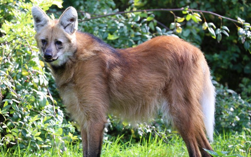 Lobo-guará está na lista de animais ameaçados de extinção do Ministério do Meio Ambiente e do ICMBio