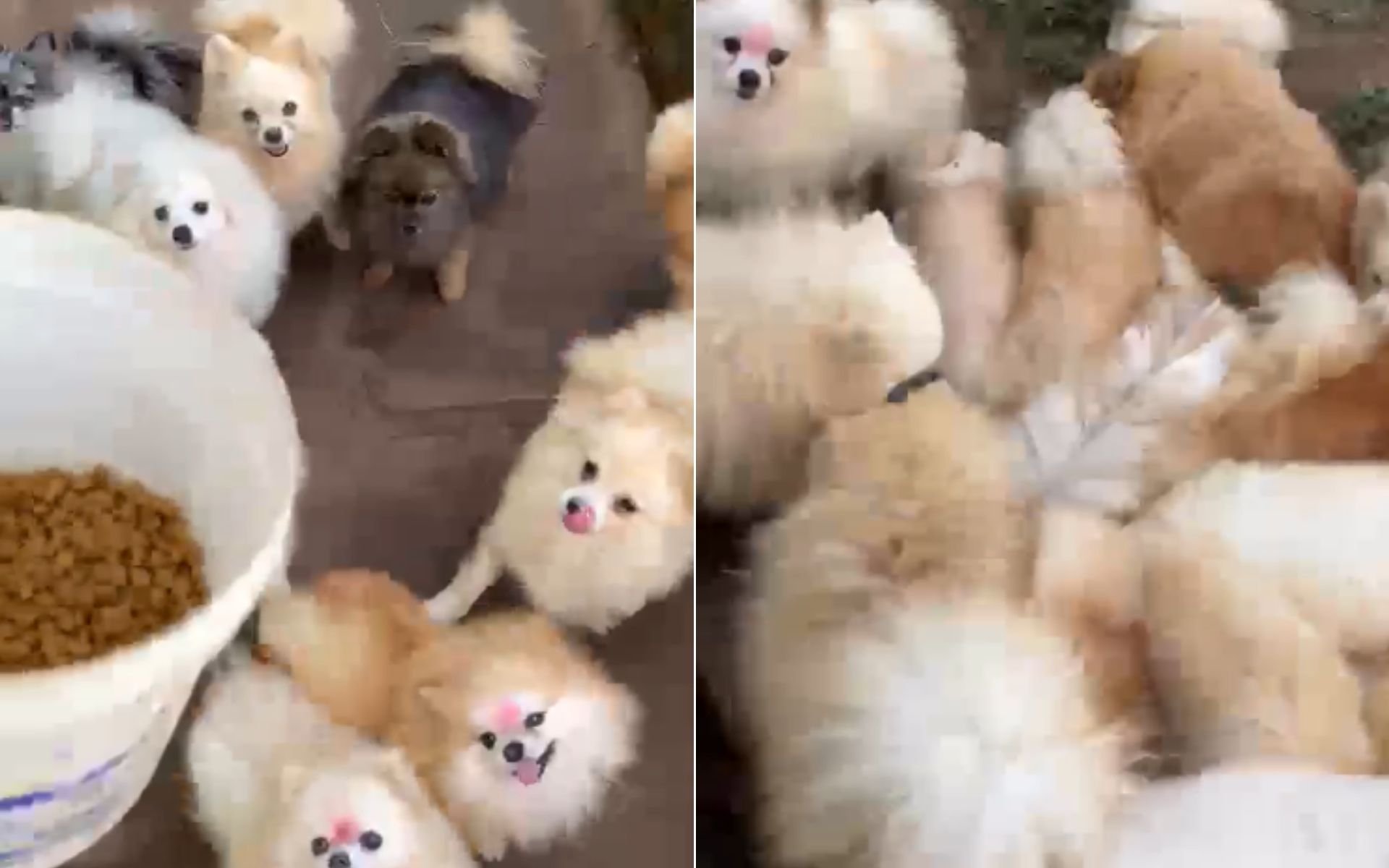 Para onde v&atilde;o os mais de 200 animais de ra&ccedil;as luxuosas resgatados em canil no Vale dos Sinos