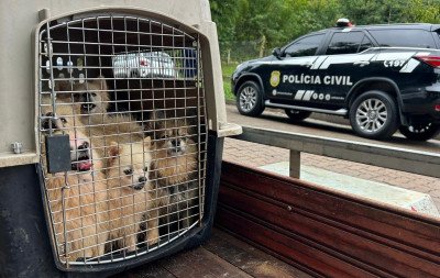 "Negligência extrema e sofrimento contínuo": Laudo aponta abandono e crueldade em canil; veterinária está entre indiciados
