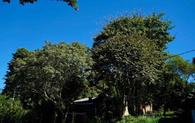Nova Santa Rita libera poda de árvores a partir de 1º de maio; confira regras