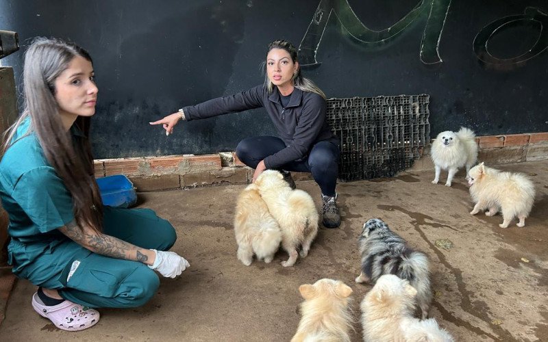 Canil foi interditado em Dois Irmãos por maus-tratos aos animais | abc+