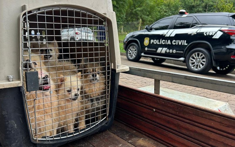 Canil foi interditado em Dois Irmãos por maus-tratos aos animais | abc+
