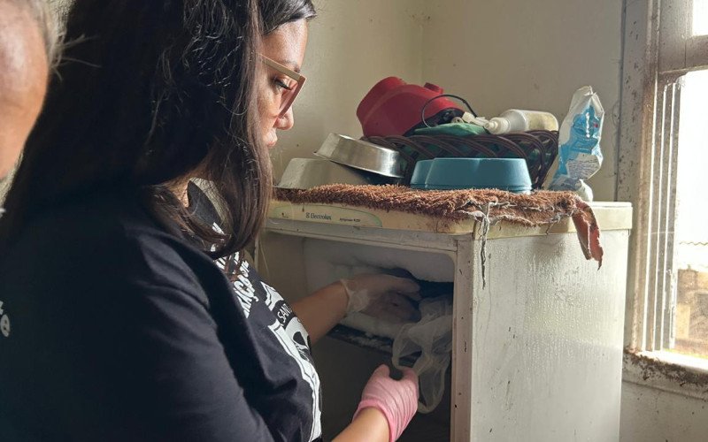 Gatos congelados em freezer foram encontrados em canil fechado por maus-tratos | abc+