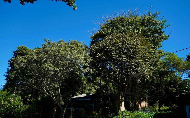 Período permitido vai até 31 de agosto e inclui coleta gratuita dos resíduos | abc+