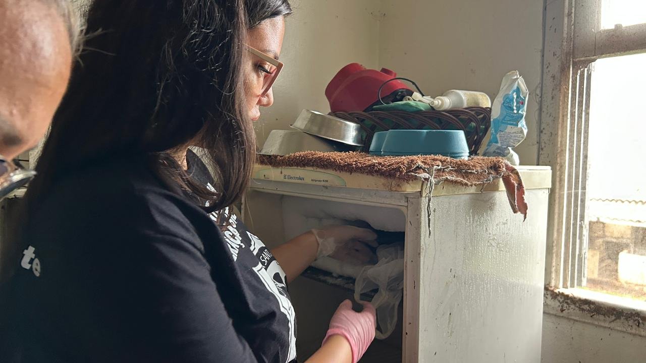 At&eacute; gatos congelados em freezer s&atilde;o achados em canil onde mais de 200 animais viviam em situa&ccedil;&atilde;o de maus-tratos em Dois Irm&atilde;os