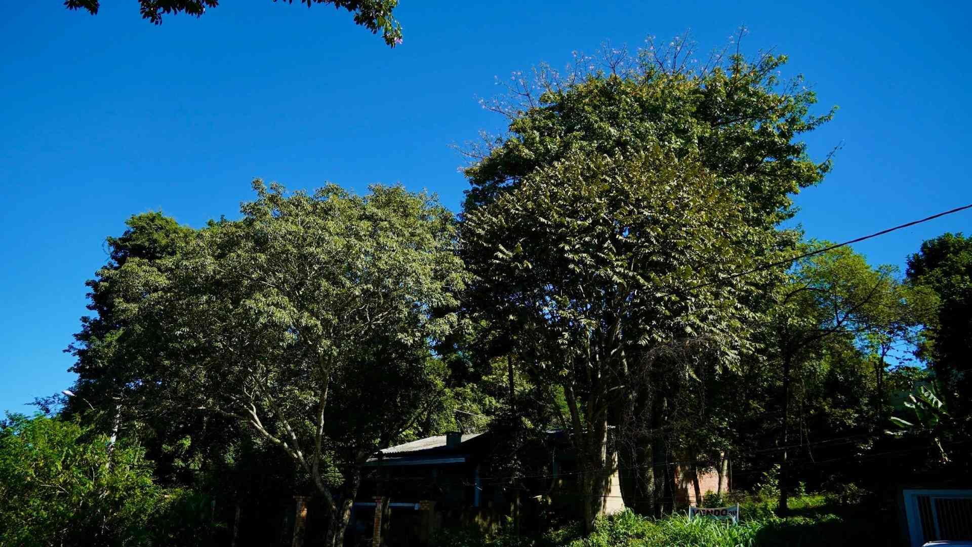 Nova Santa Rita libera poda de &aacute;rvores a partir de 1&ordm; de maio; confira regras