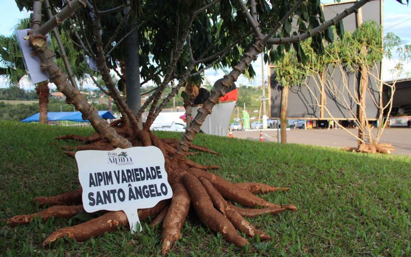 Variedades de aipim