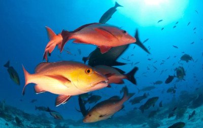 Lista de peixes e invertebrados ameaçados de extinção é atualizada