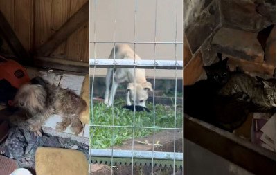 Homem pede para sacrificar 20 gatos e Justiça proíbe ato sob multa de R$ 1 mil por animal no Vale do Sinos