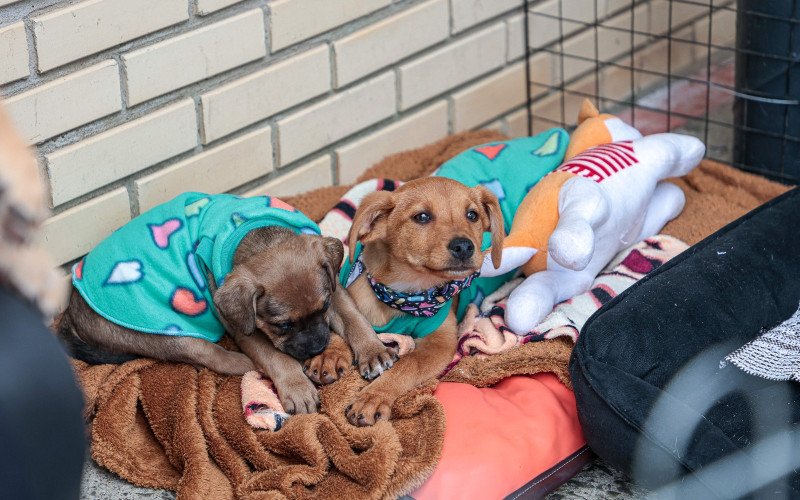 Feira de Adoção abre as portas do Cempra e conecta animais a novos lares em Canela