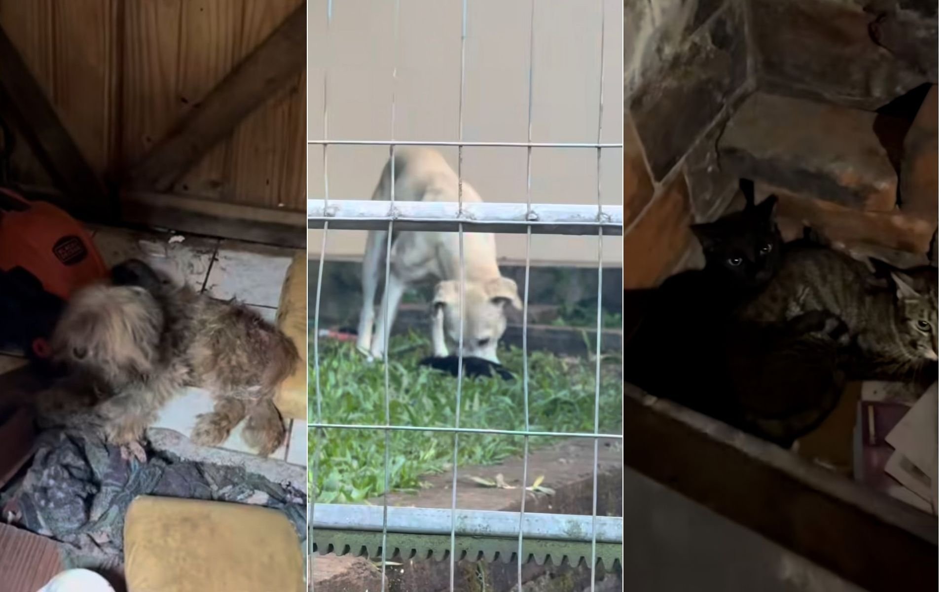 Homem pede para sacrificar 20 gatos e Justi&ccedil;a pro&iacute;be ato sob multa de R$ 1 mil por animal no Vale do Sinos