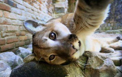 Zoológico de Sapucaia do Sul completa 64 anos com entrada solidária nesta sexta-feira