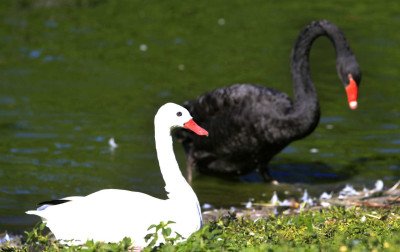 Divulgado resultado de teste em cisnes mortos no Zoológico de Sapucaia do Sul; saiba como fica a situação do local