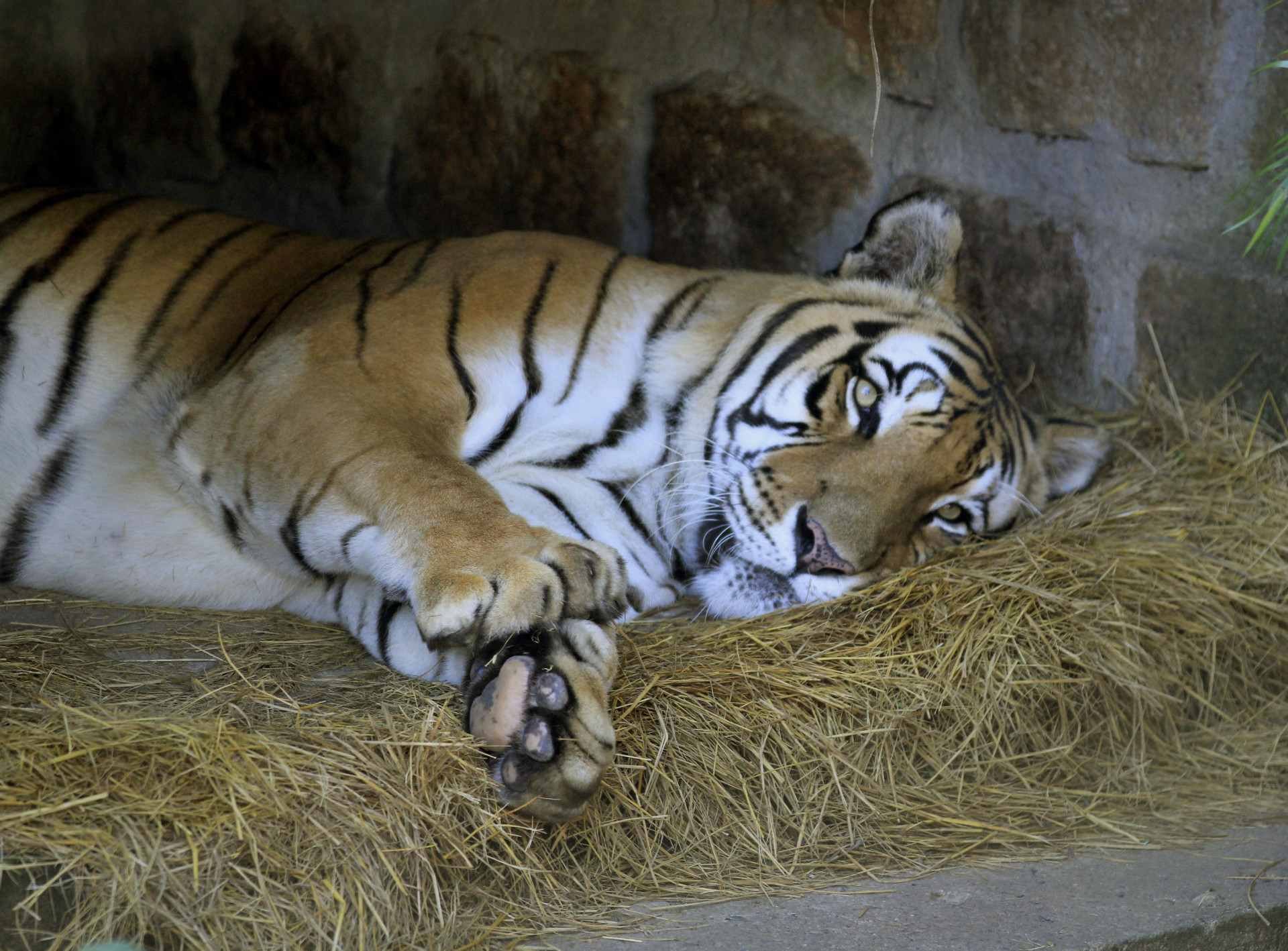 29/04/26 ZOOLÓGICO