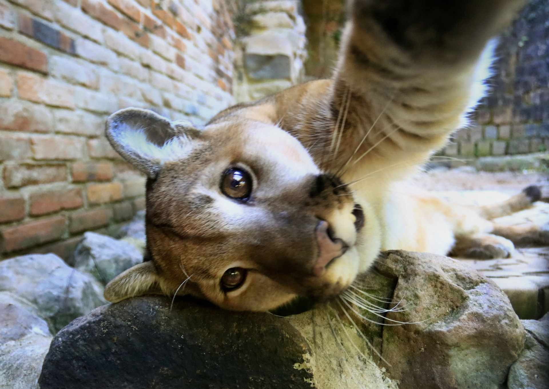 Puma é um dos animais que podem ser visitados no Zoo