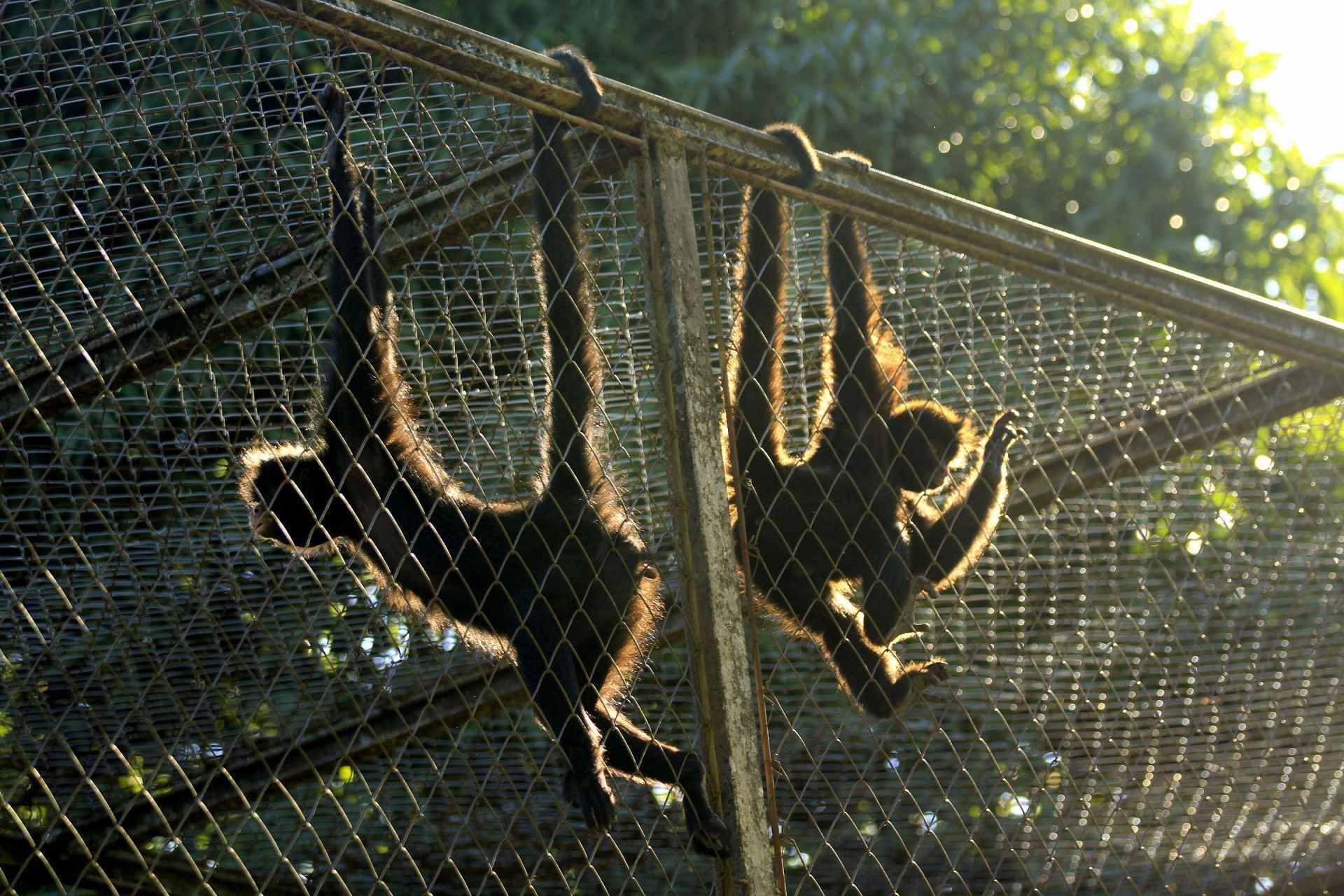29/04/26 ZOOLÓGICO