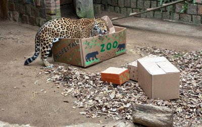 VÍDEO: Milhares aproveitam dia de festa no Zoo de Sapucaia do Sul com ingresso solidário