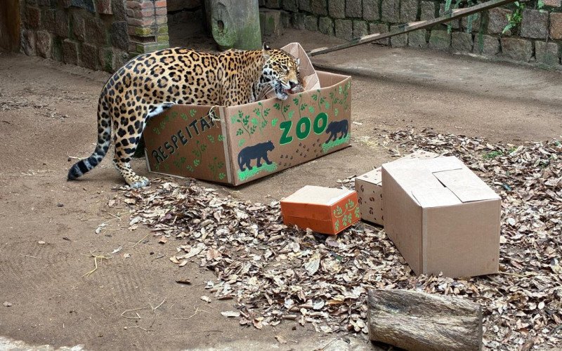 1º de maio, dia de visitação com entrada solidária no Zoológico de Sapucaia do Sul - onça-macho Cheetos