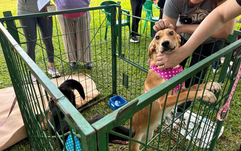 1º de maio com atividades do Pulsa São Léo no Parque do Trabalhador - feira de adoção da Sempa