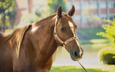 Cavalo Caramelo receberá visita da equipe que o resgatou durante a enchente em Canoas