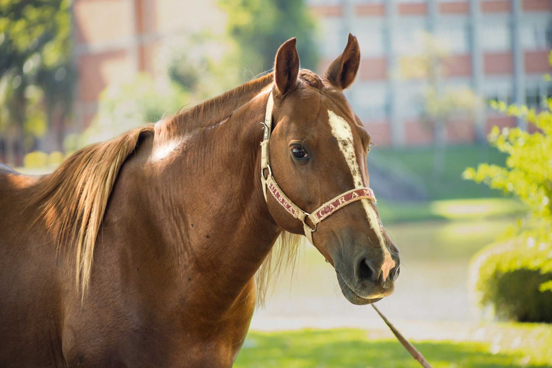 Cavalo Caramelo receber&aacute; visita da equipe que o resgatou durante a enchente em Canoas