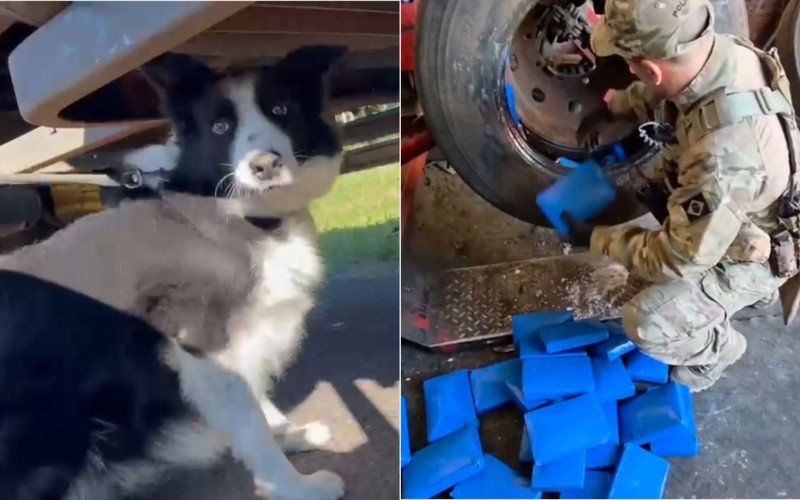 Cães farejadores acham cocaína em caminhão na BR-101, em Osório | abc+