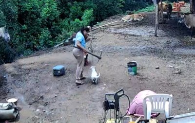 "Padrão comportamental de violência": Mulher que matou cão a golpes de picareta volta a ser presa em Porto Alegre