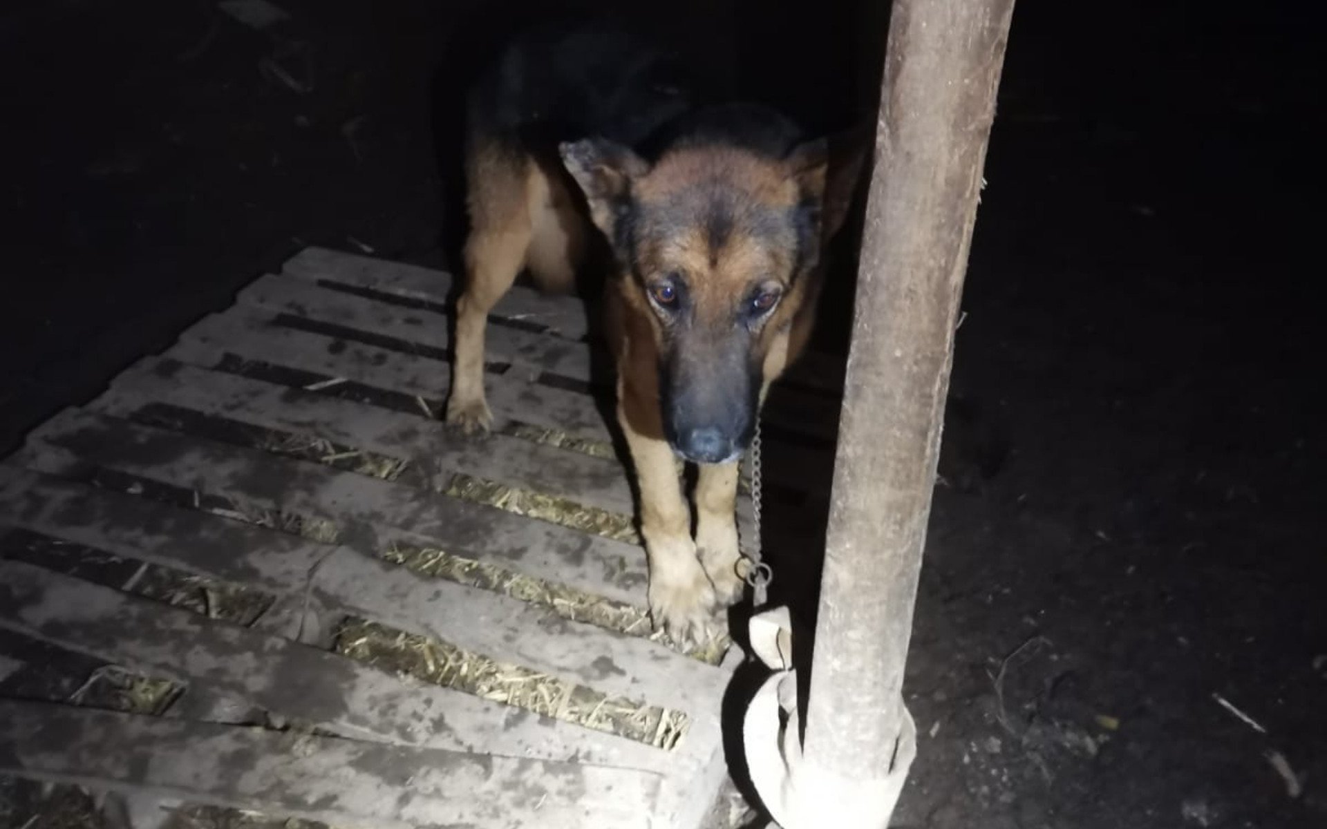 Outros animais foram encontrados em situação de maus-tratos na residência