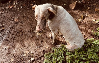 Amarrados, com espinhos e em péssimas condições: 27 cães e até javali são resgatados em São Francisco de Paula