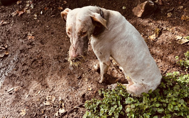 27 cães encontrados em situação de maus-tratos