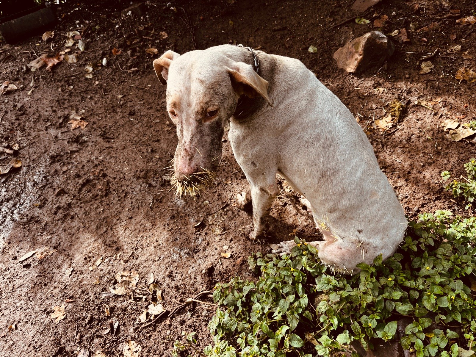 Amarrados, com espinhos e em p&eacute;ssimas condi&ccedil;&otilde;es: 27 c&atilde;es e at&eacute; javali s&atilde;o resgatados em S&atilde;o Francisco de Paula