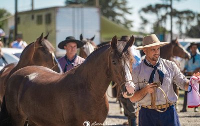 Festa da Colônia de Gramado terá exposição inédita de cavalos crioulos; confira
