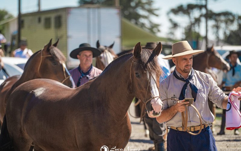 Exposição de cavalos crioulos deve receber 50 animais na 35ª Festa da Colônia