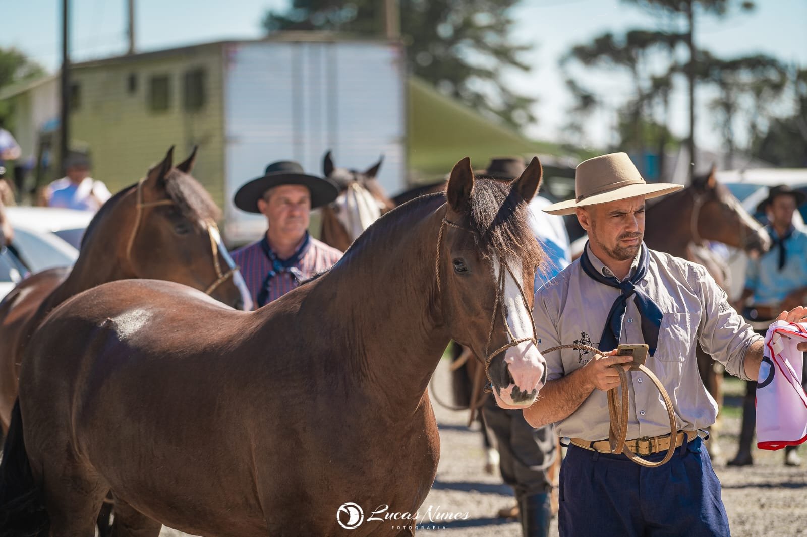 Festa da Colônia de Gramado terá exposição inédita de cavalos crioulos; confira