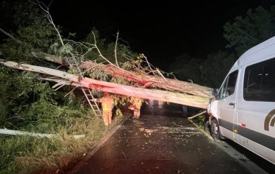 Árvore de grande porte cai sobre van na RS-124 em Montenegro durante vendaval; veja fotos