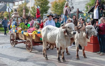 FESTA DA COLÔNIA: Desfile contará com mais de 30 carretas puxadas por bois