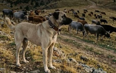 Cães de raça da Turquia estão presentes nas propriedades rurais da região