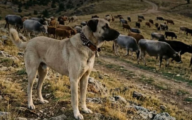 Cães Kangal têm origem na Turquia, e podem ser encontrados no Rio Grande do Sul | abc+