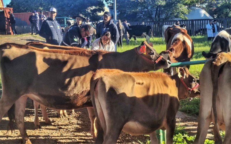 Animais da Cabanha Luckmann, os primeiros a chegar