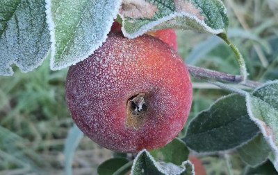 VÍDEO: Geada congela pomares de maçã em SC e RS tem 25 cidades com temperaturas negativas na manhã mais fria do ano