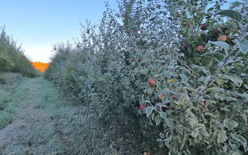 Geada congela paisagens de S&atilde;o Joaquim, em Santa Catarina, com term&ocirc;metros marcando -5,6&deg;C nesta ter&ccedil;a-feira (12)
