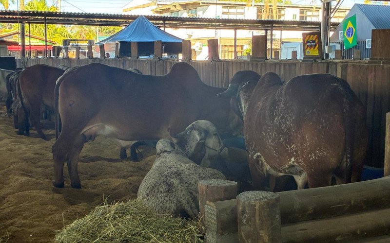Abertura da Fenasul Expoleite é nesta quarta-feira
