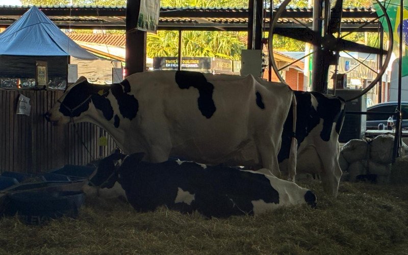 Abertura da Fenasul Expoleite é nesta quarta-feira

