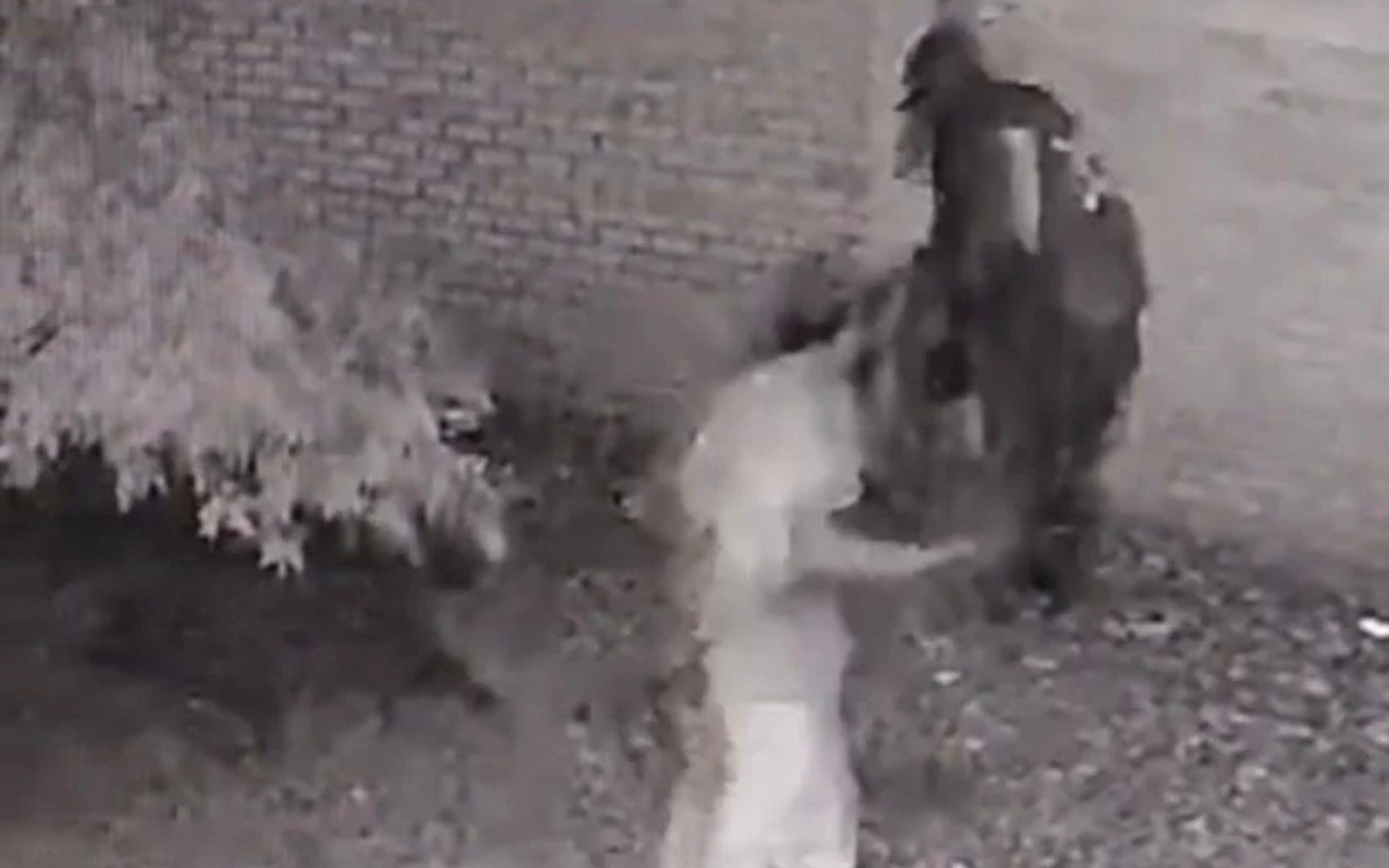 VÍDEO: Escola de Novo Hamburgo é invadida e furtada durante a madrugada