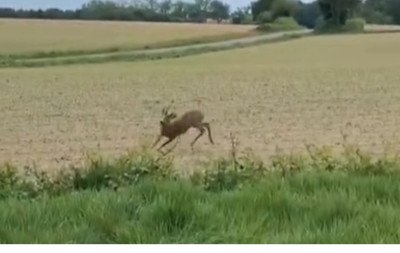 "Open bar" na floresta: Polícia alerta para animais "embriagados" em estradas rurais; assista