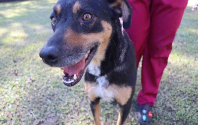 Cães resgatados nas enchentes ainda aguardam adoção em Novo Hamburgo