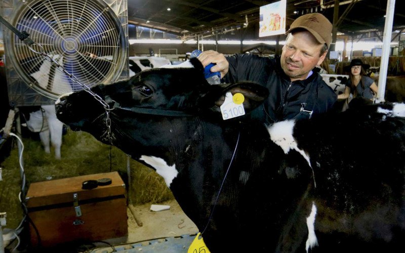 Sivonei, de Ibirubá, preparando uma bezerra para a feira