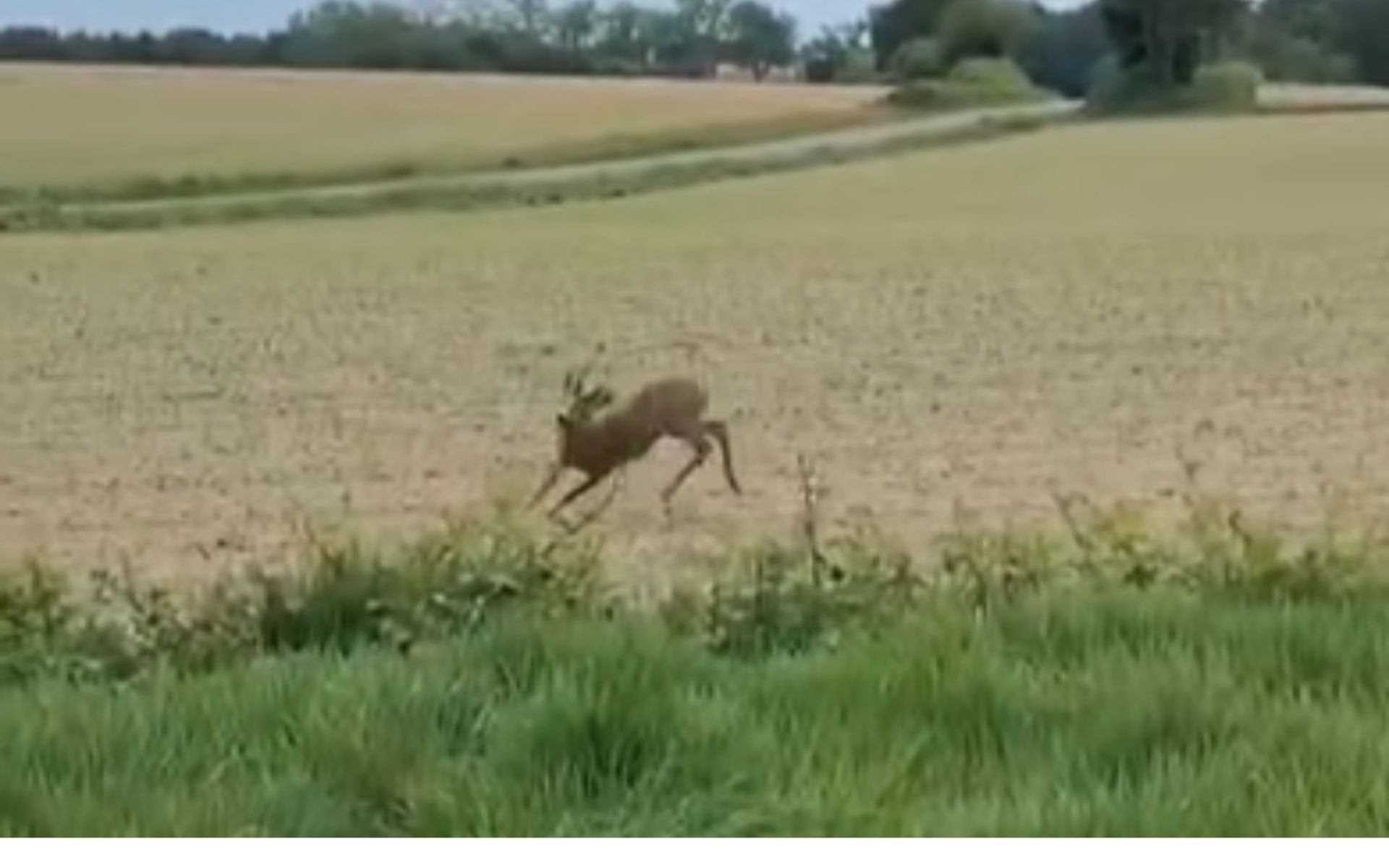 “Open bar” na floresta: Polícia alerta para animais “embriagados” em estradas rurais; assista